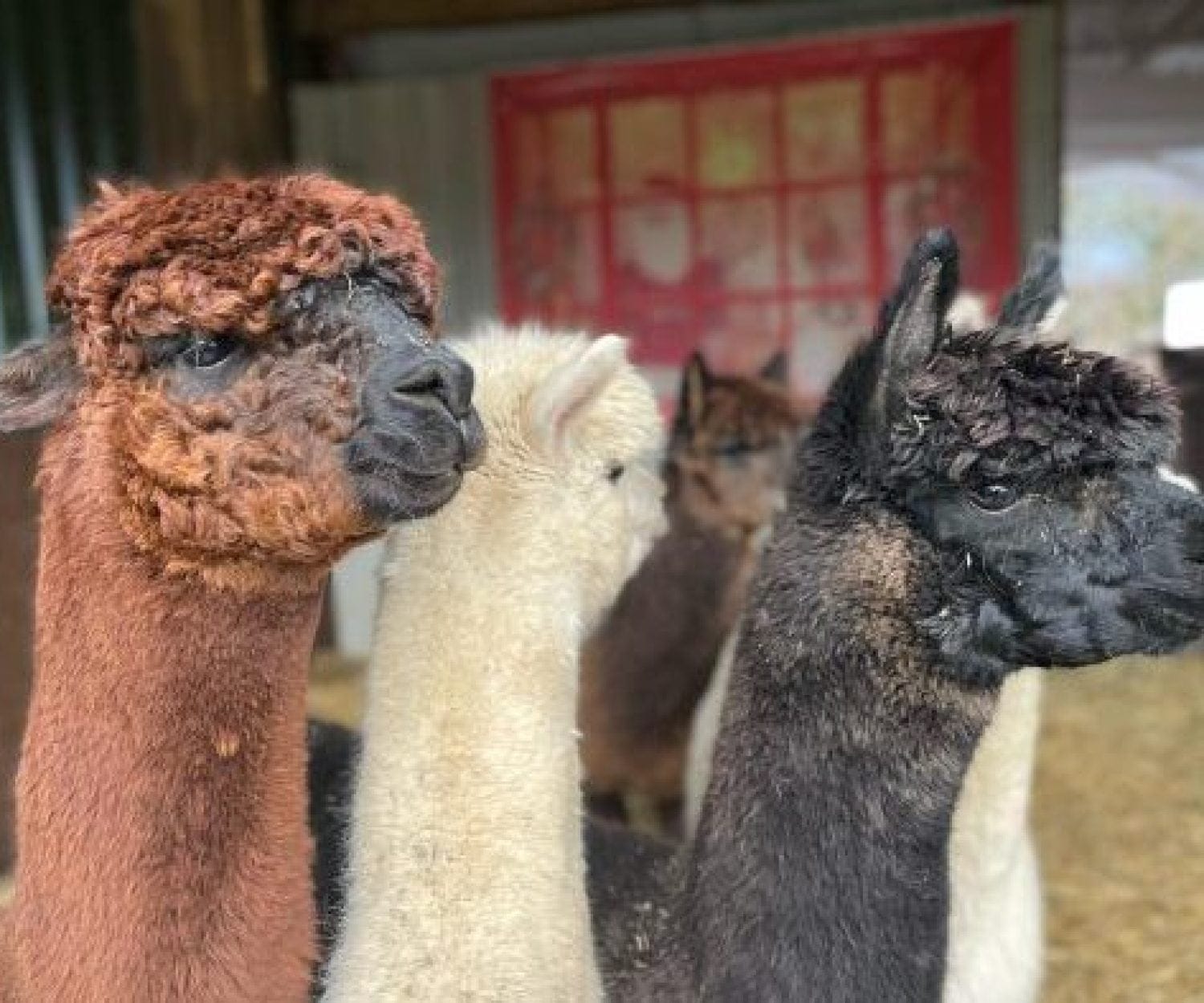 alpaca image
