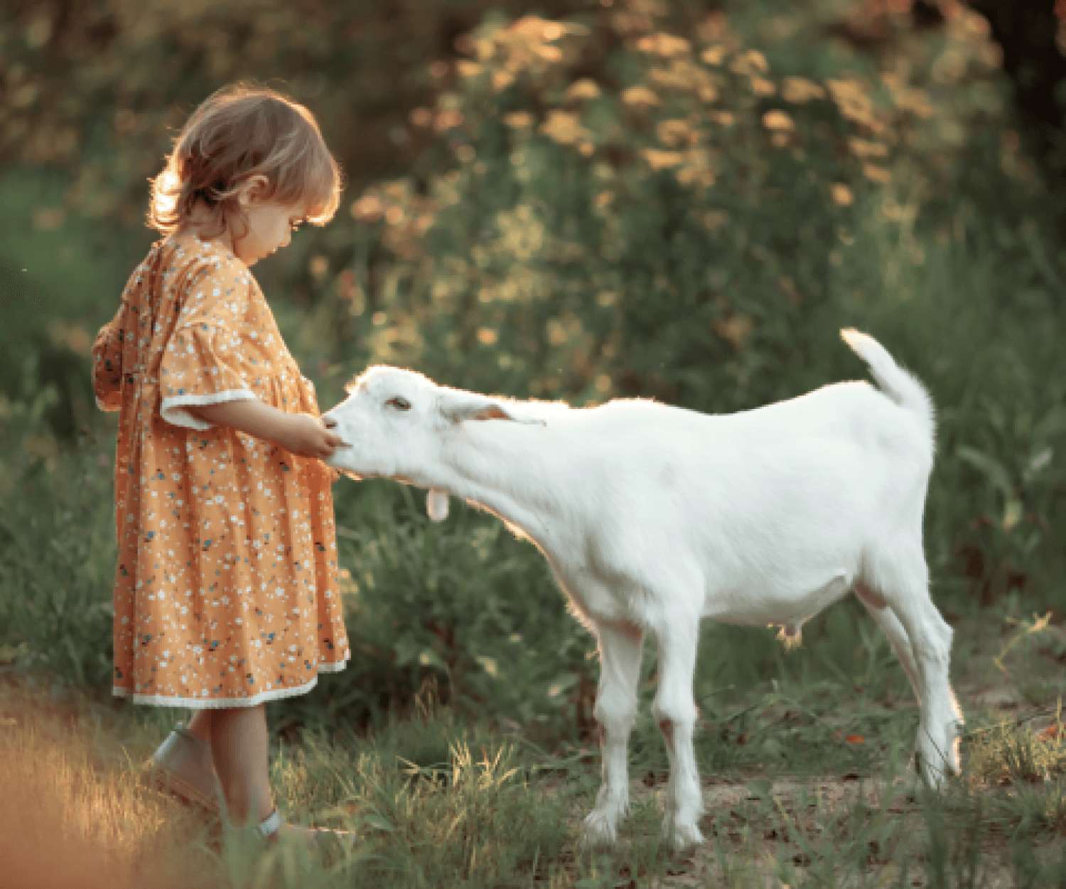 goat and child image