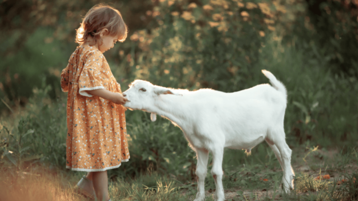 goat and child image