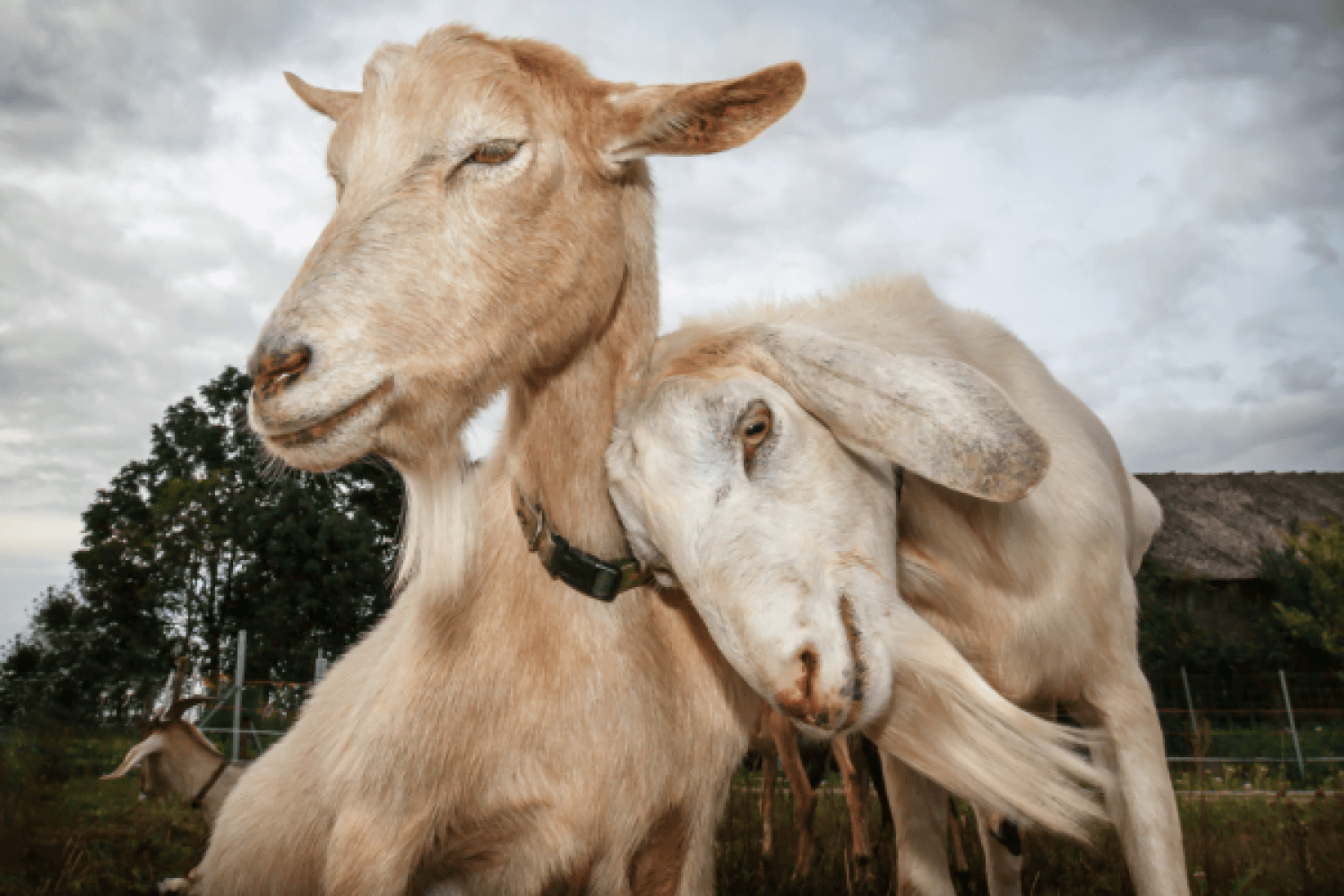 Goats Image