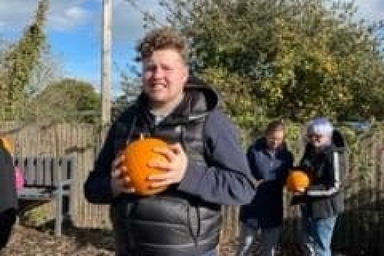 halloween pumpkin picking image