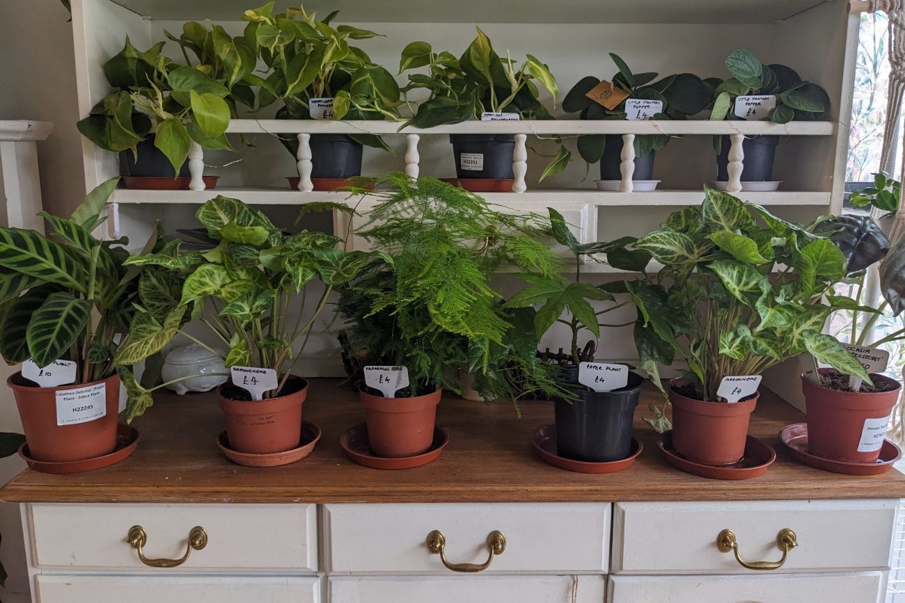 Ability Grows Plants For Sale